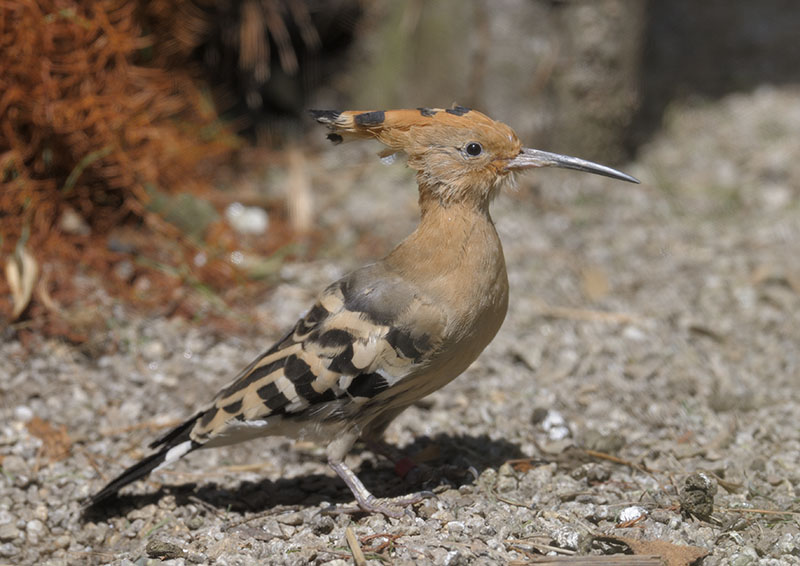Hoopoe
