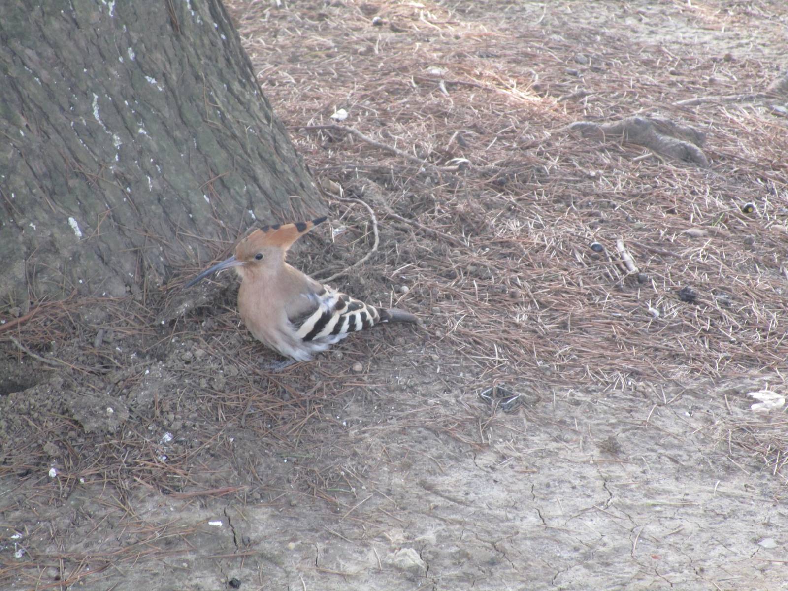 Hoopoe
