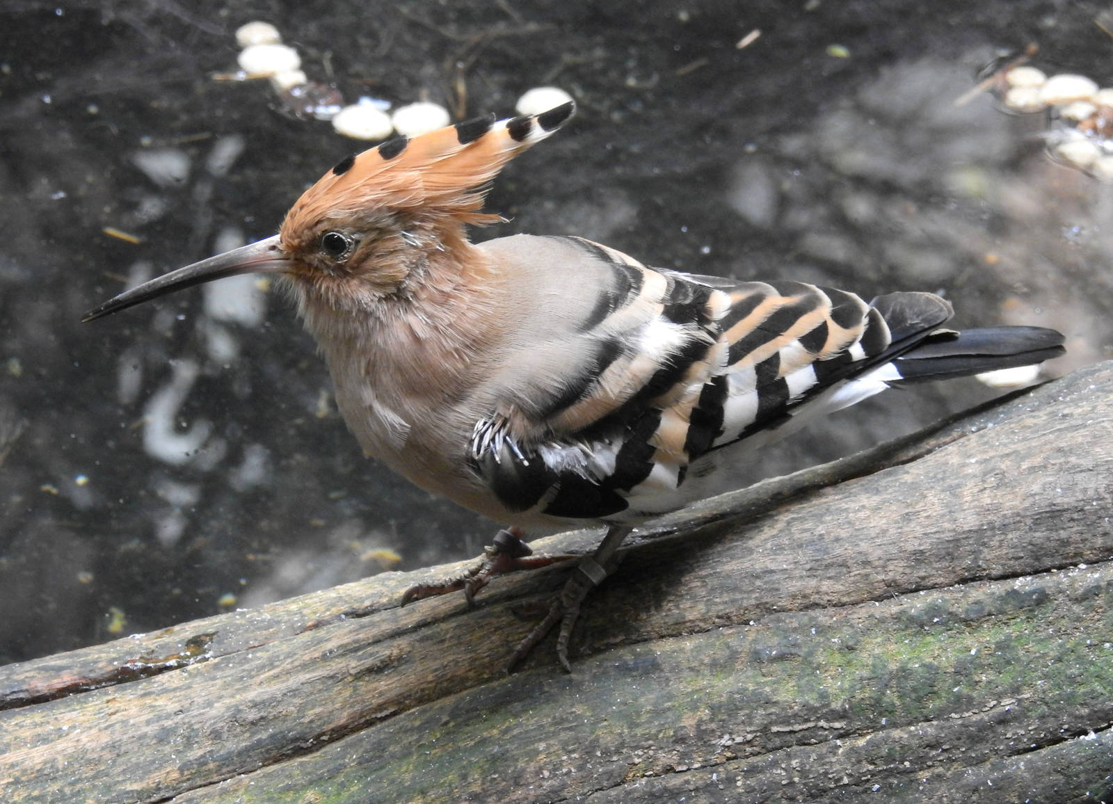Hoopoe