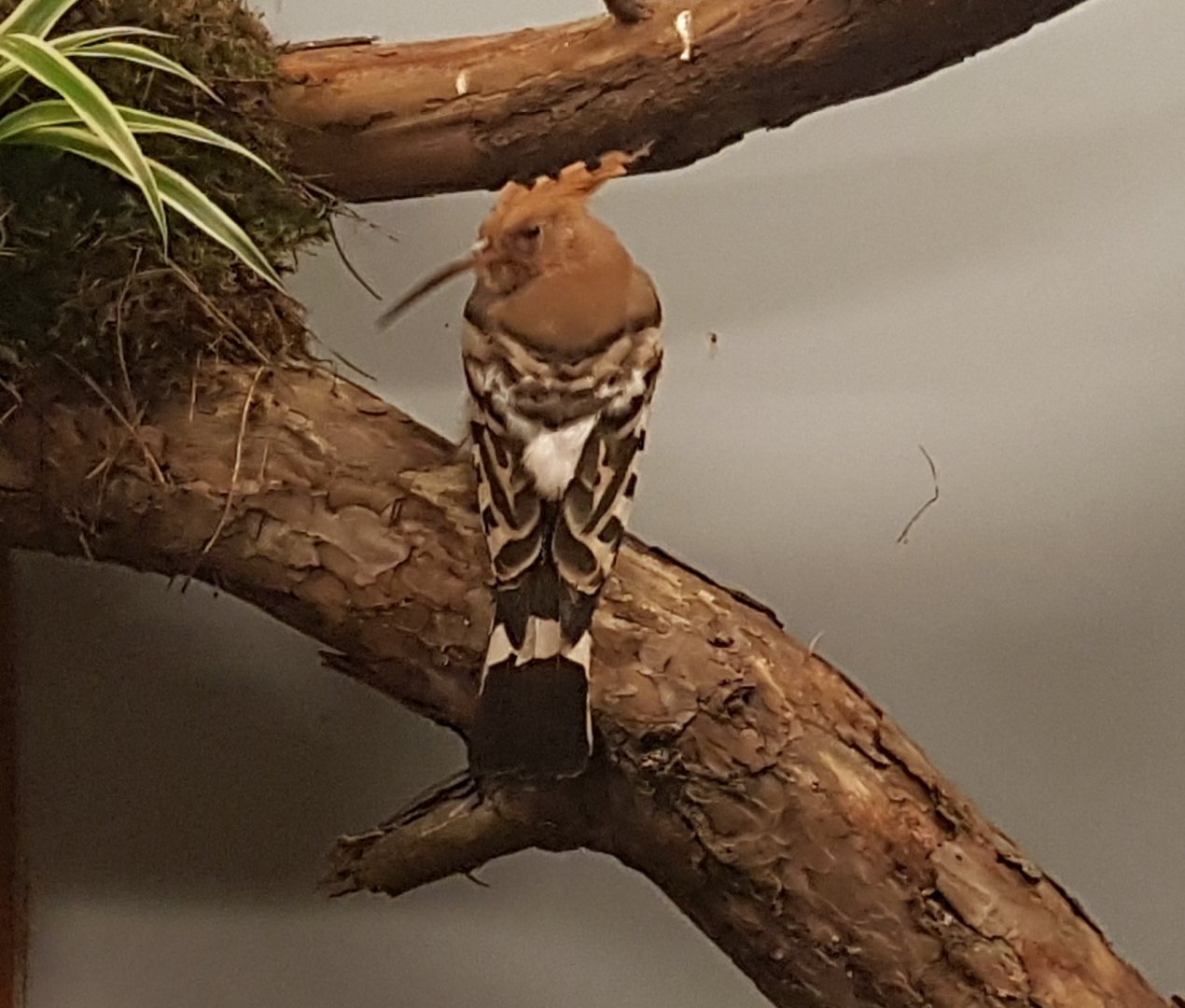Hoopoe