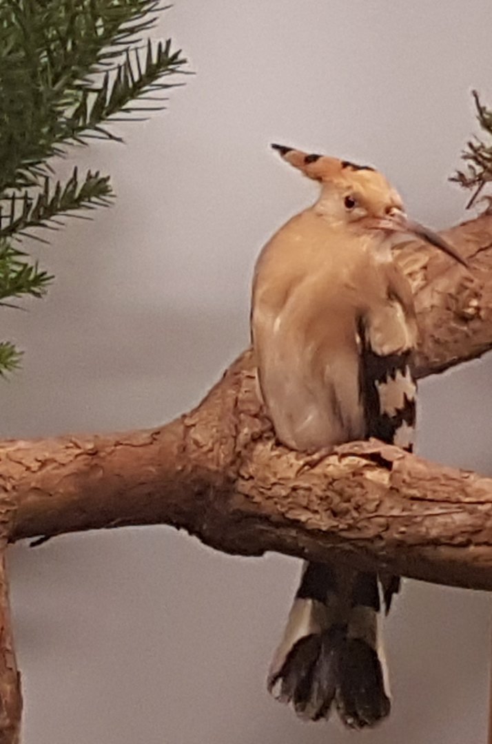Hoopoe