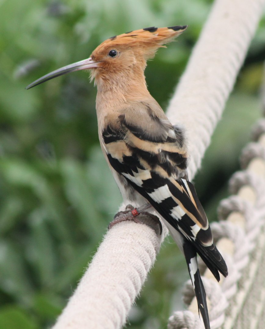 Hoopoe