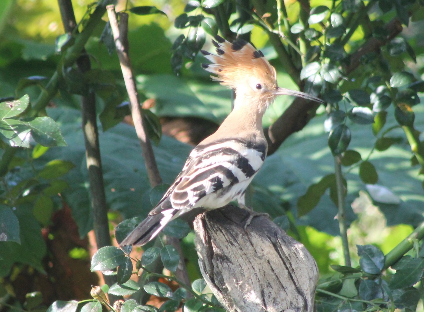Hoopoe