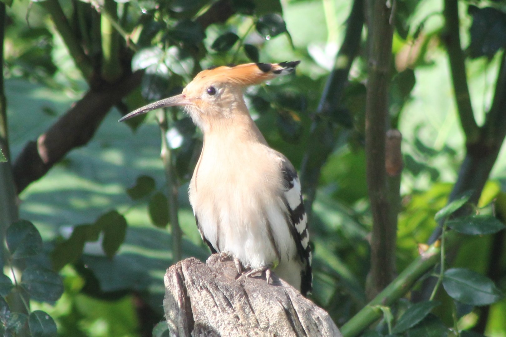 Hoopoe