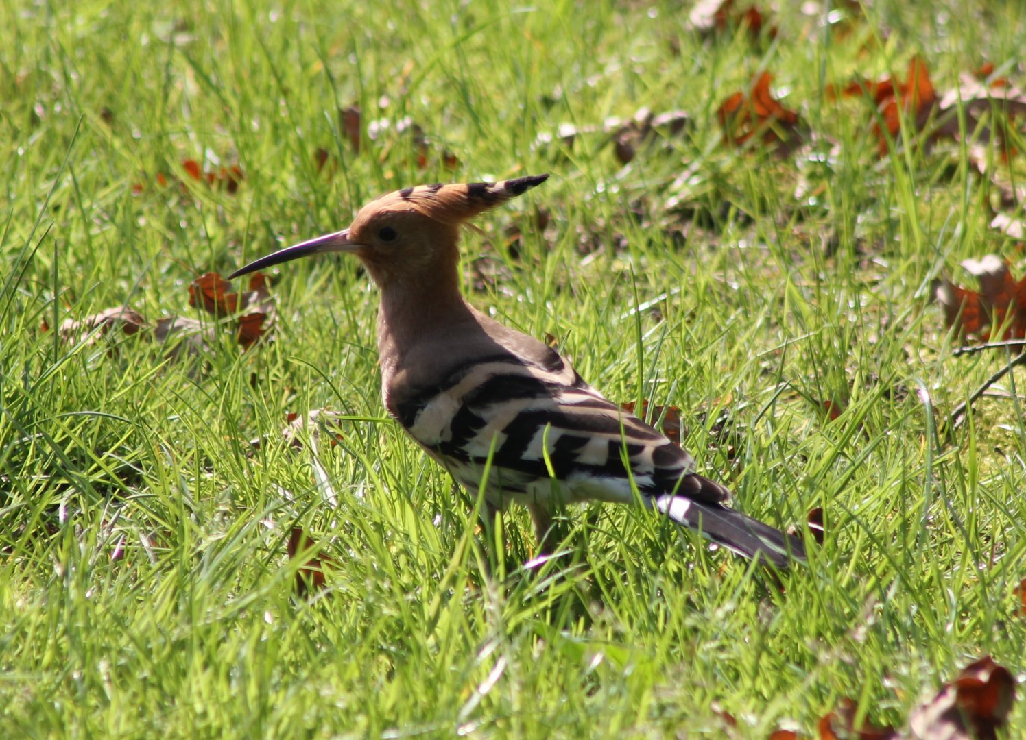 Hoopoe