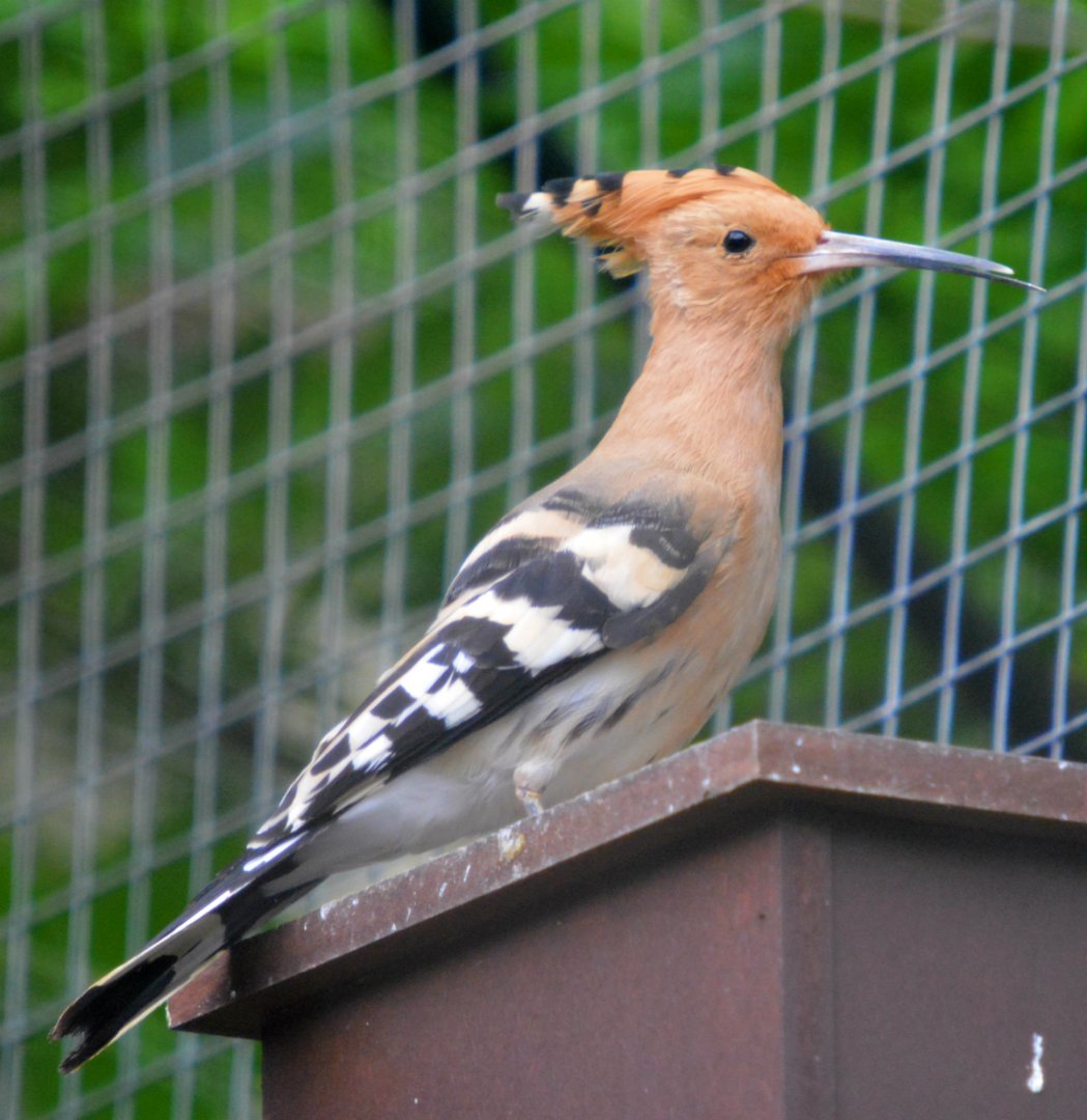 Hoopoe