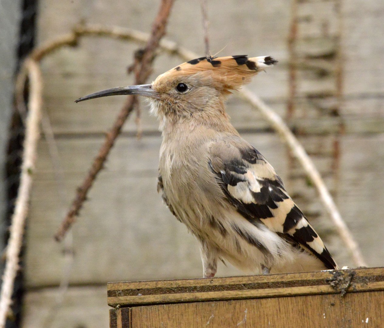 Hoopoe