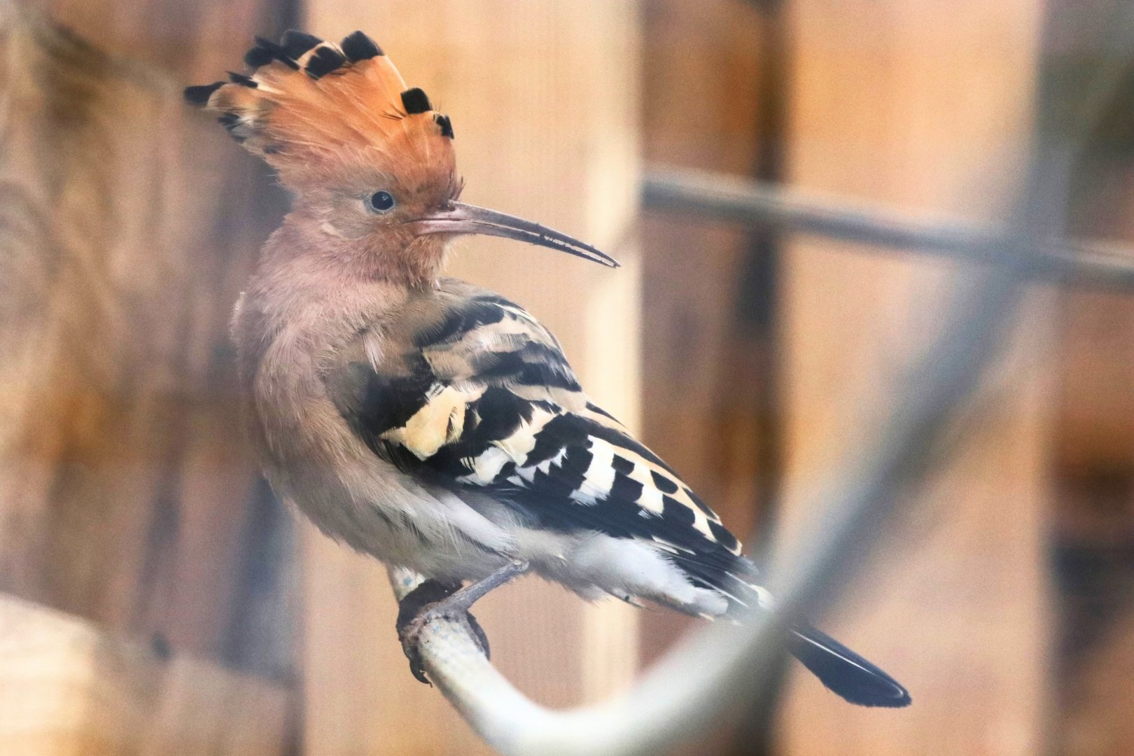 Hoopoe