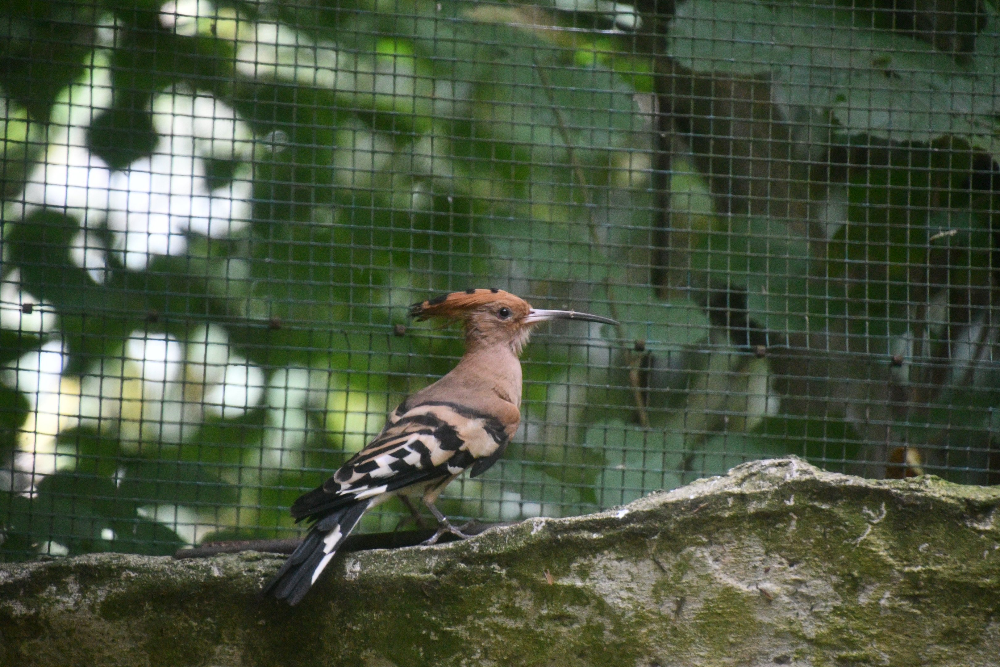 Hoopoe