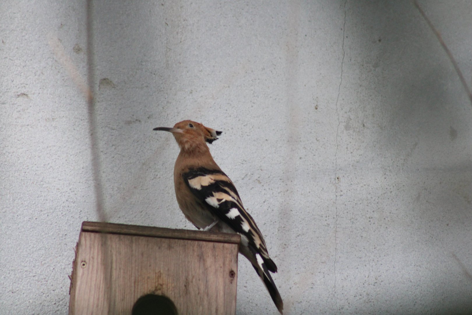 Hoopoe