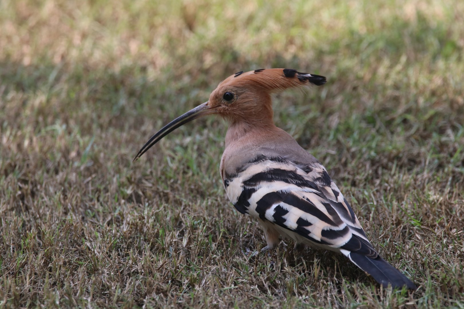Hoopoe