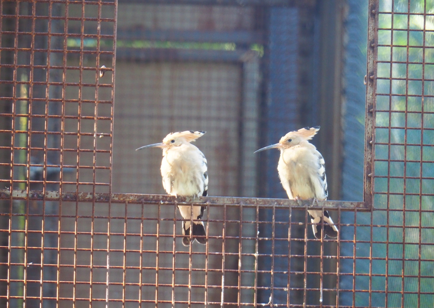 Hoopoes (Upupa epops), Oct 13th, 2018
