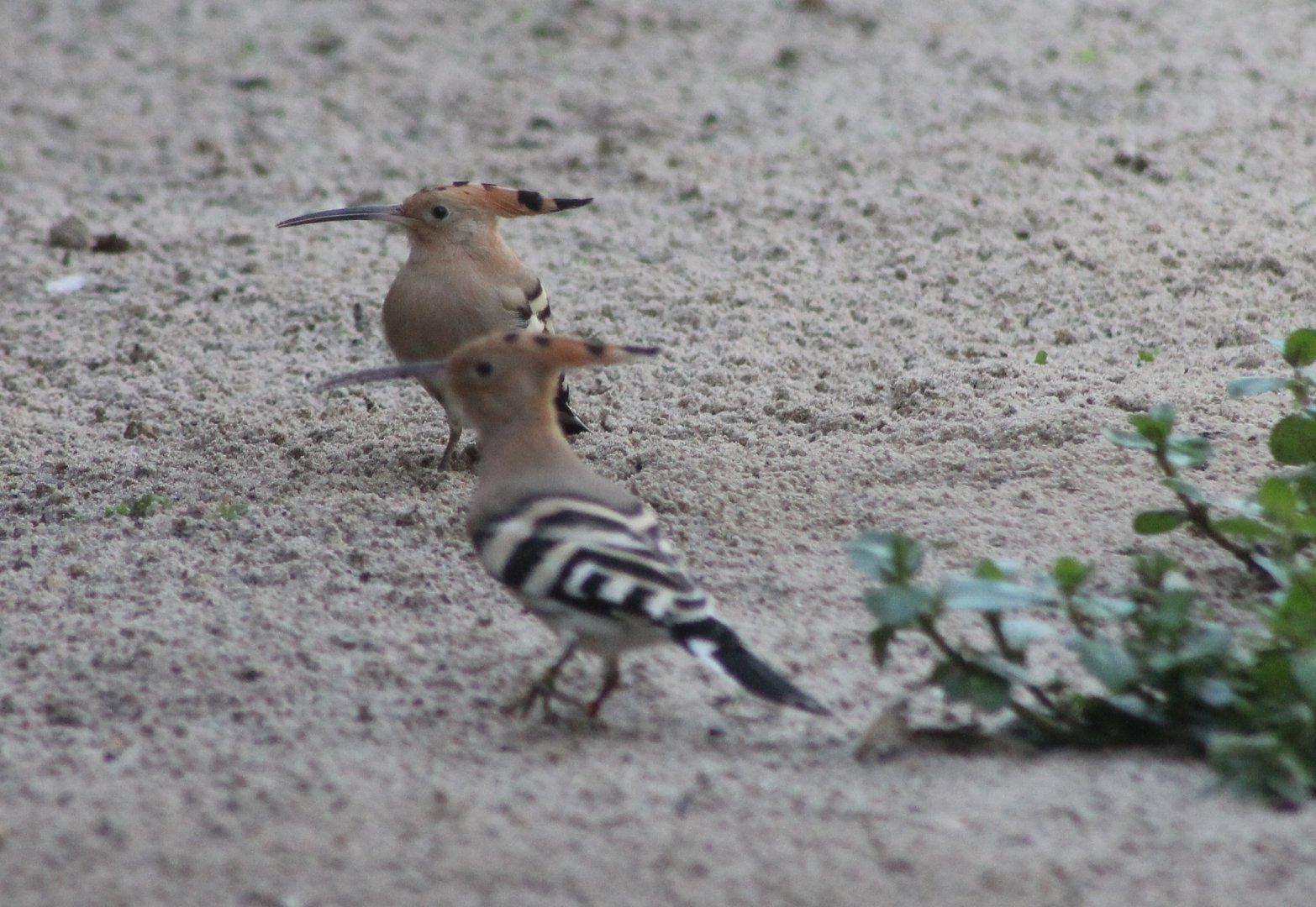 Hoopoes