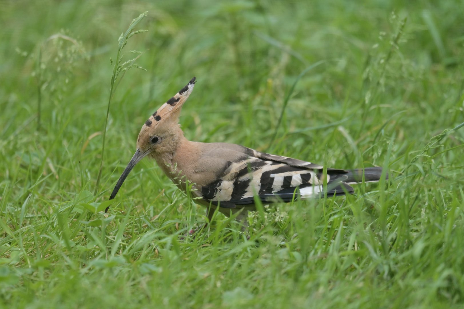 Hoopooe (Upupa epops)