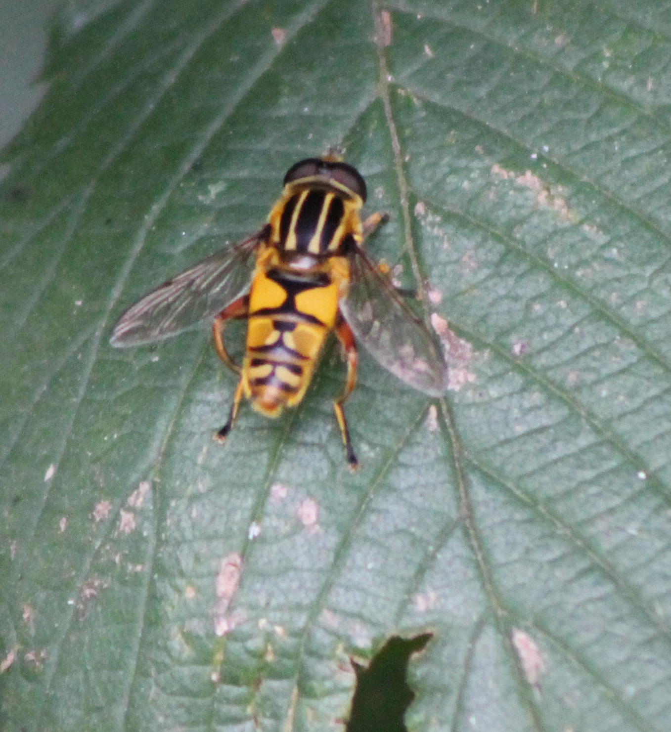 Hooverfly-species ID