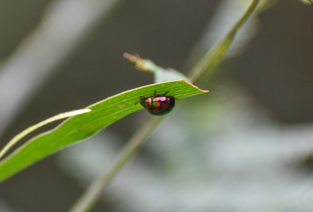 Hop-bush Leaf Beetle, Callidemum hypochalceum