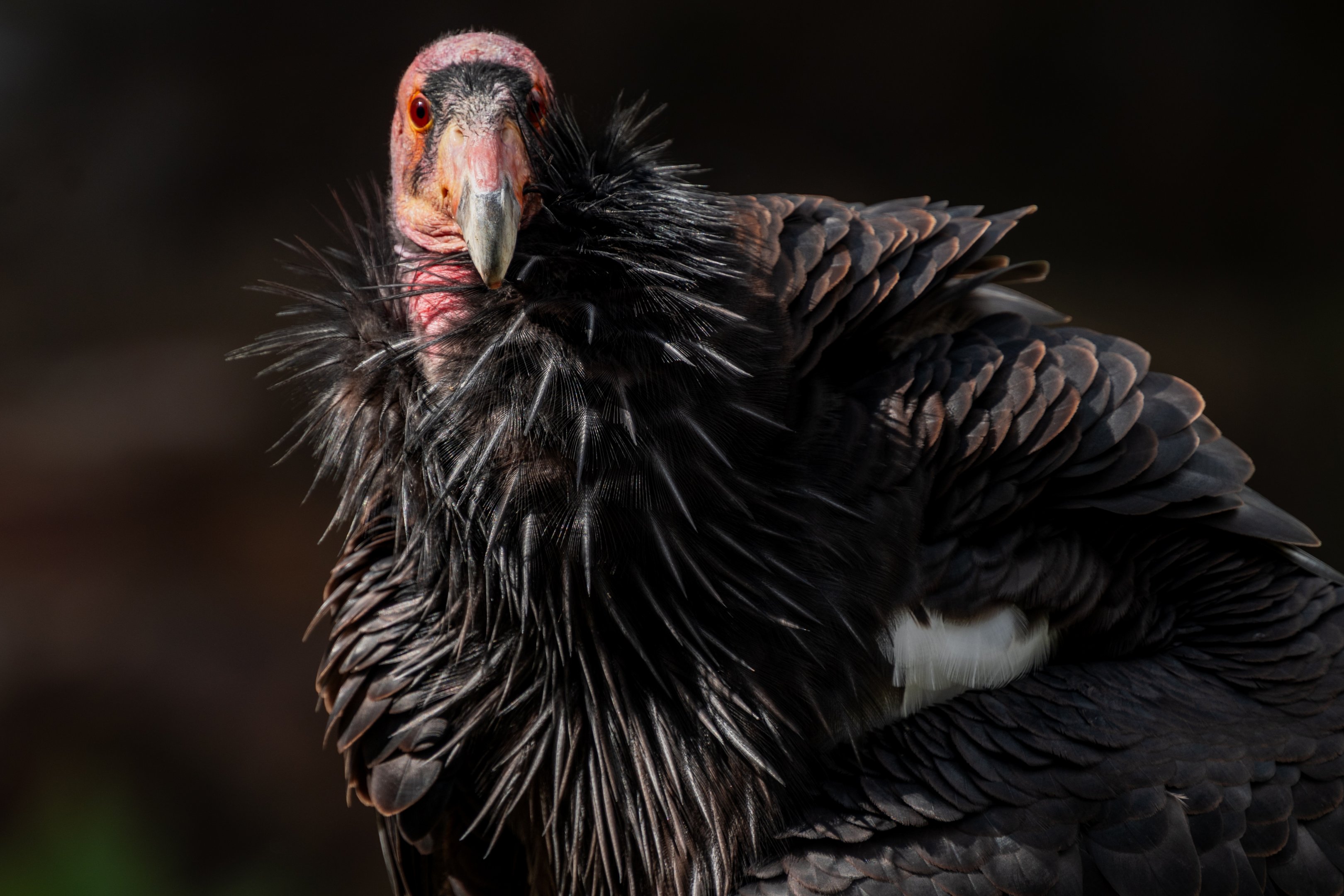 Hope the California Condor