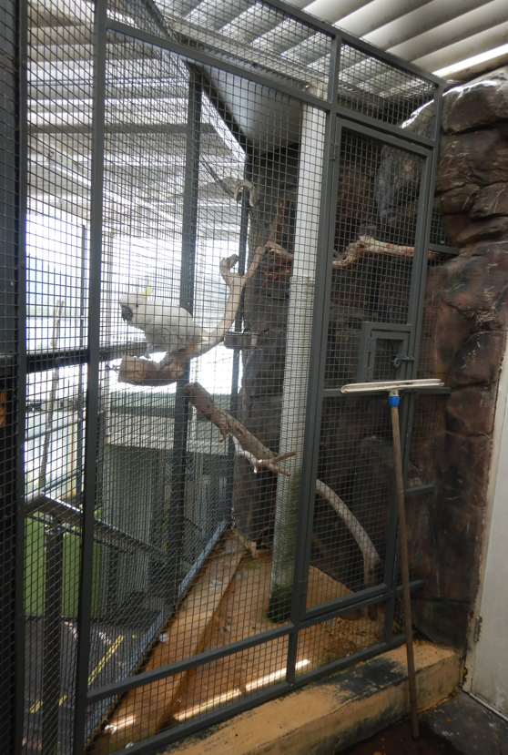 (hopefully not permanent) cockatoo enlosure