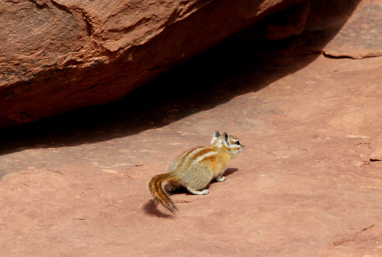 Hopi chipmunk (Neotamias rufus)
