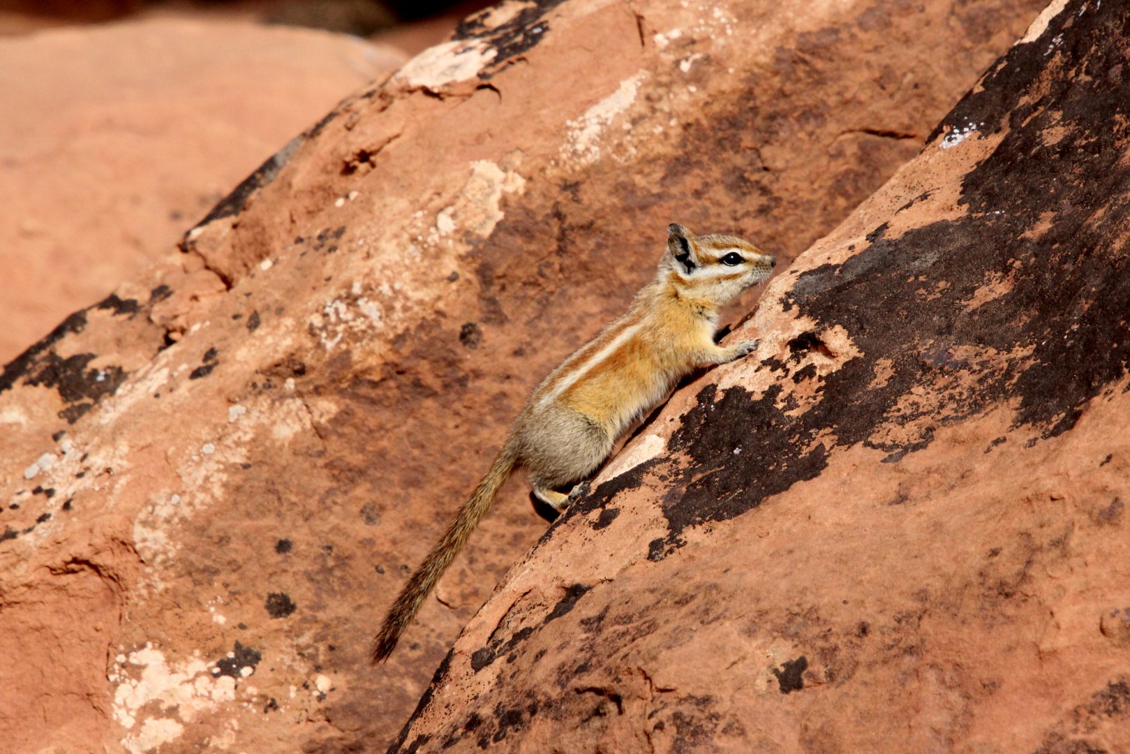 Hopi chipmunk (Neotamias rufus)