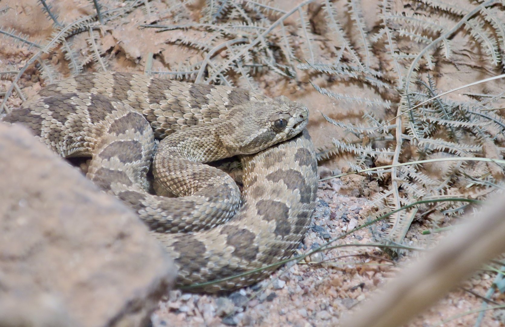 Hopi Rattlesnake (Crotalus viridis nuntius)