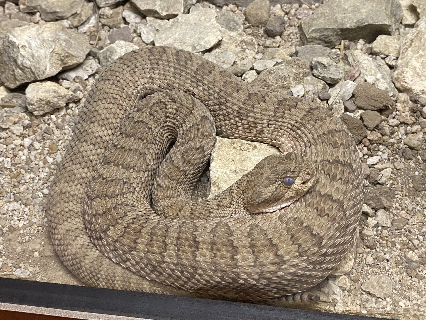 Hopi Rattlesnake