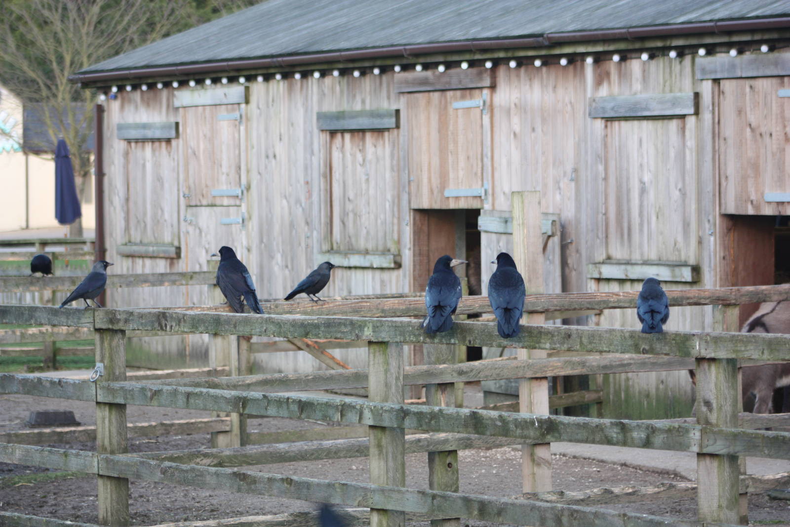 Hoping for a free meal, 2nd January 2015