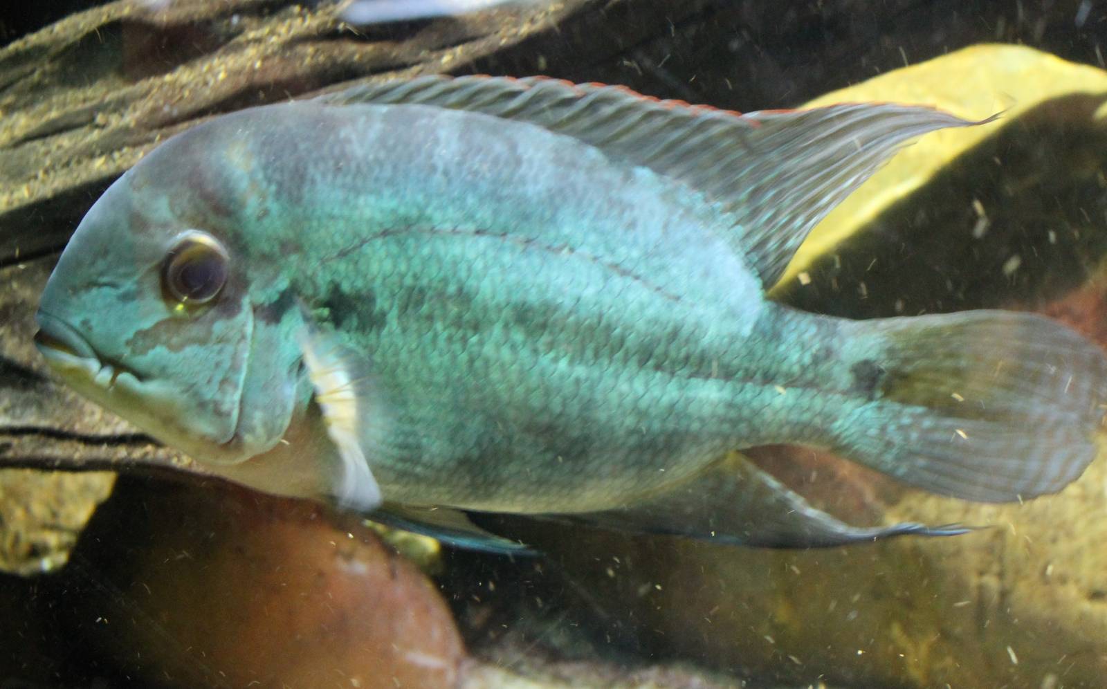 Hoplarchus psittacus - the Parrot cichlid