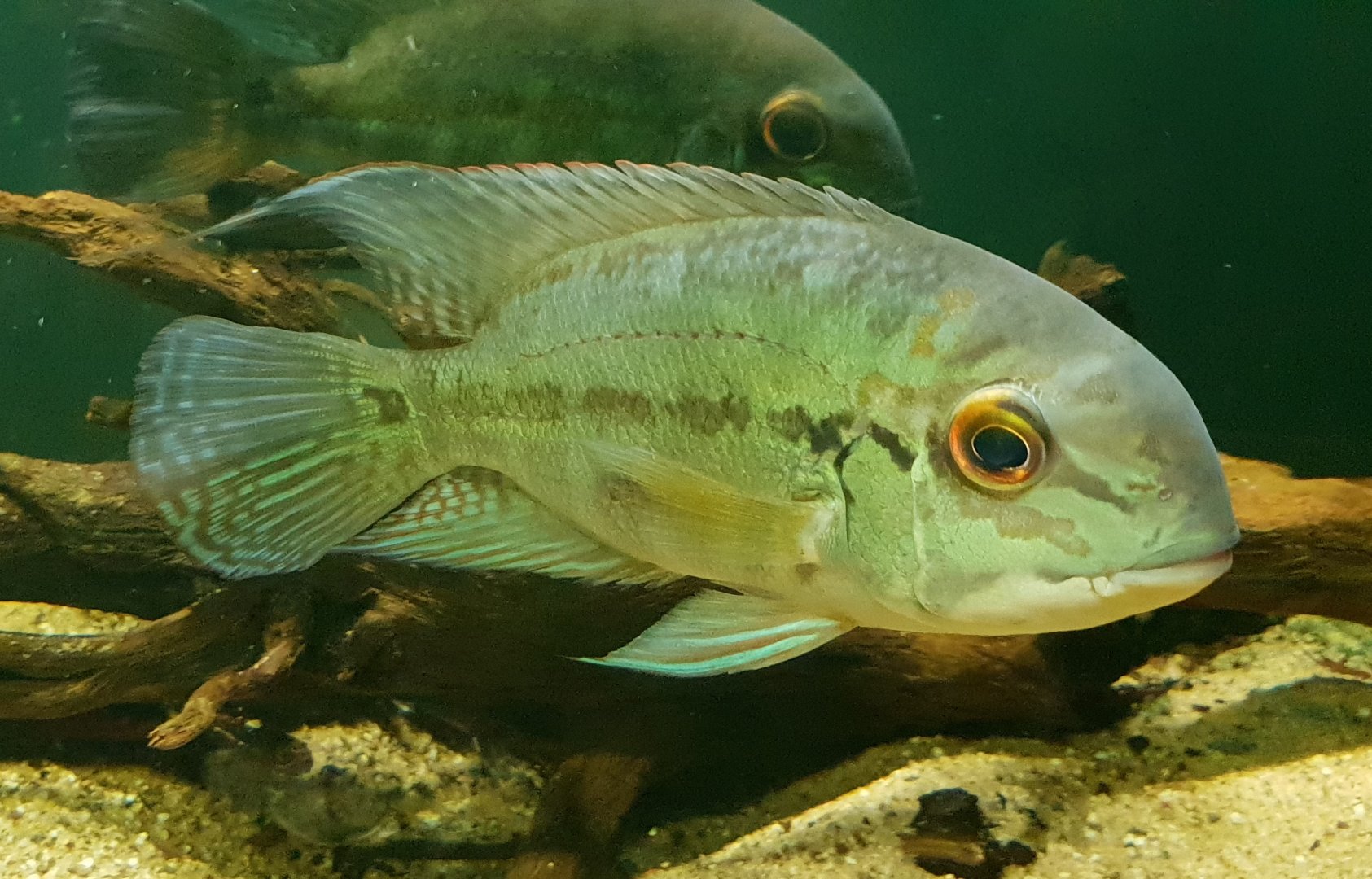 Hoplarchus psittacus