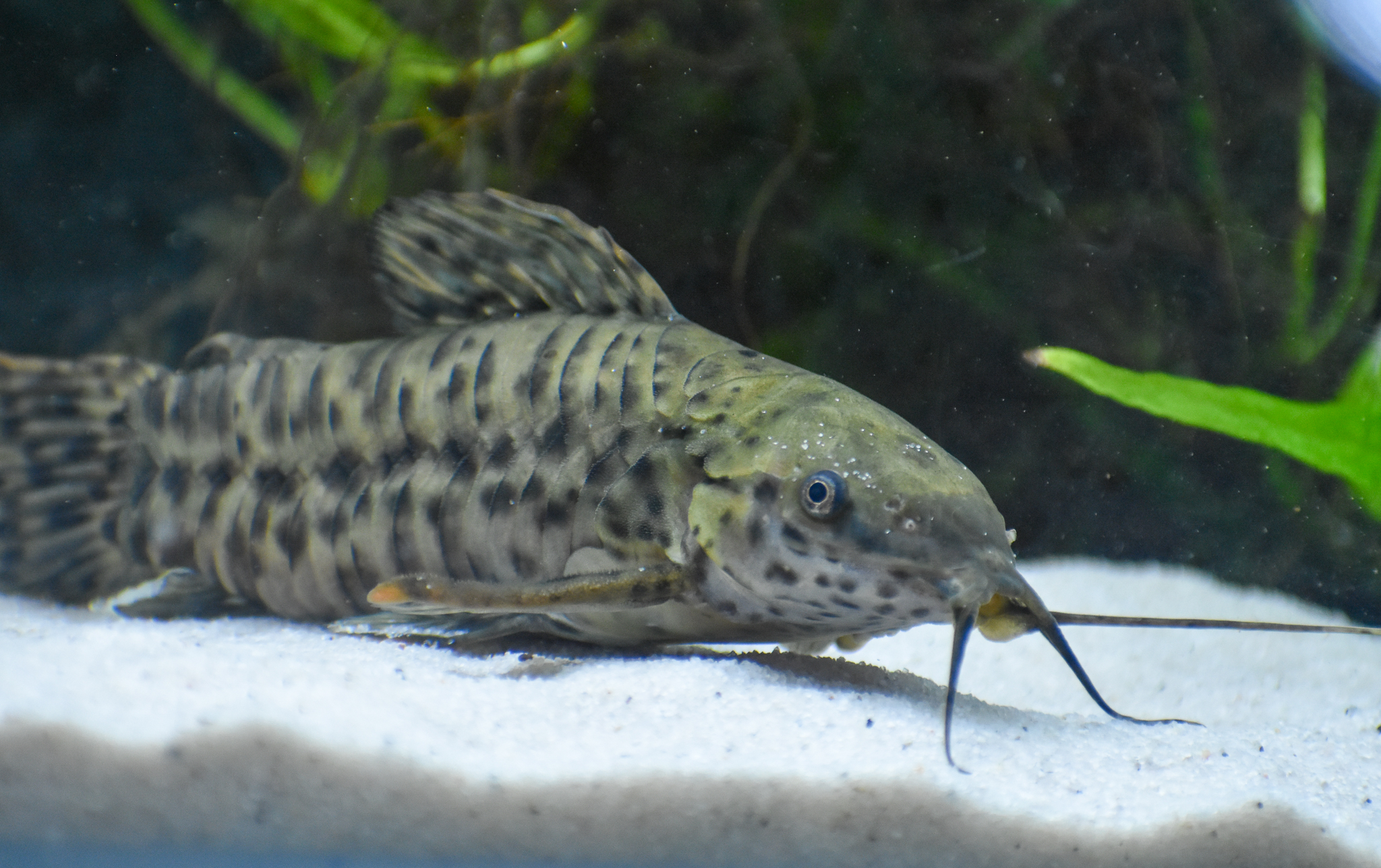 Hoplo Catfish