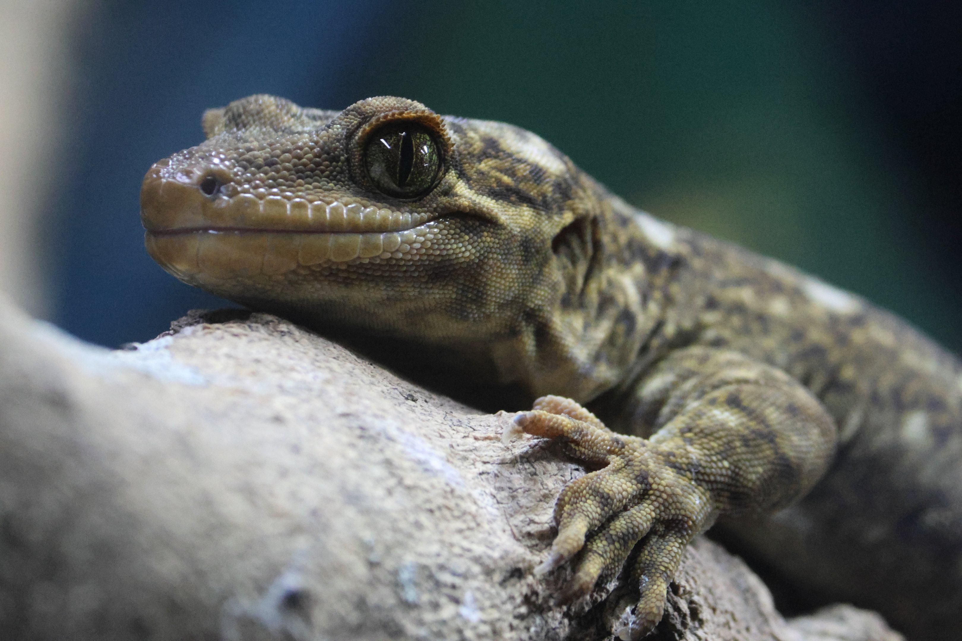 Hoplodactylus duvaucelii