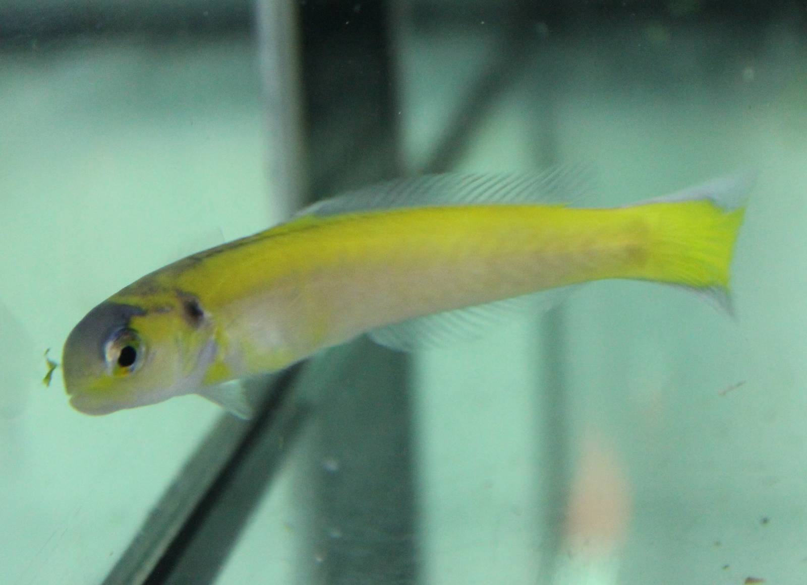 Hoplolatilus luteus - Tile fish