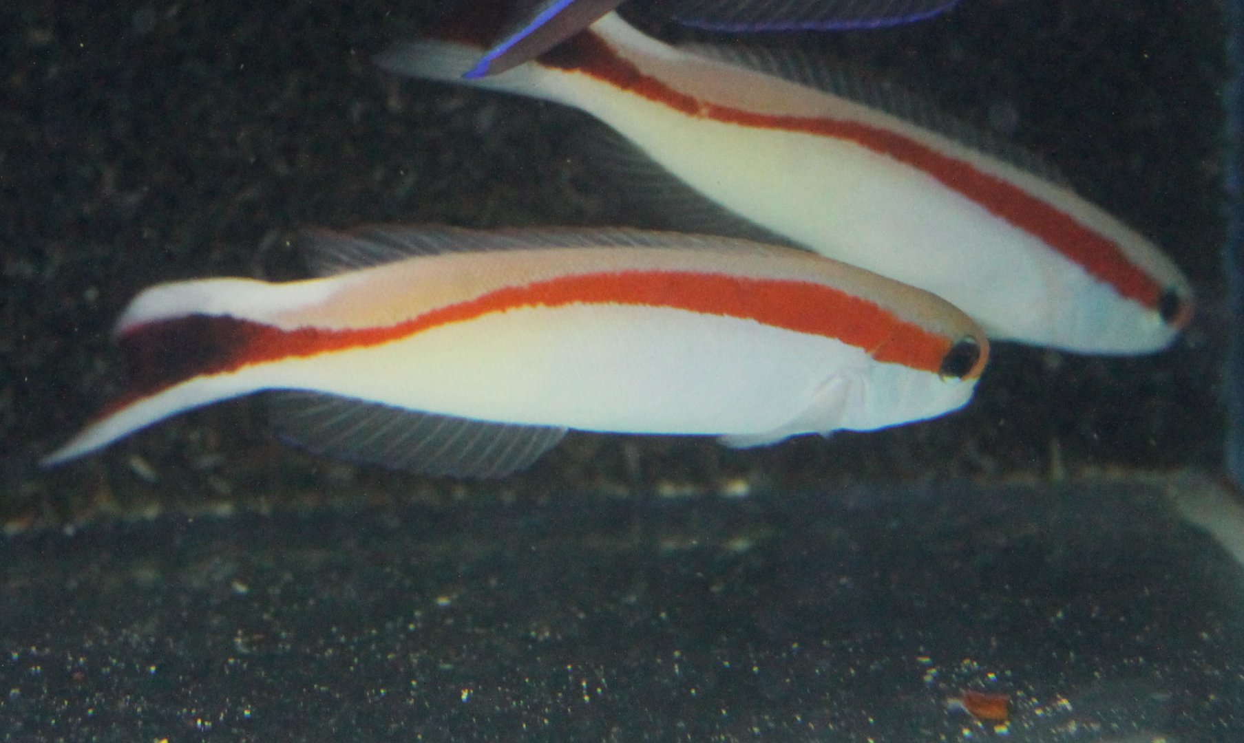 Hoplolatilus macrosi