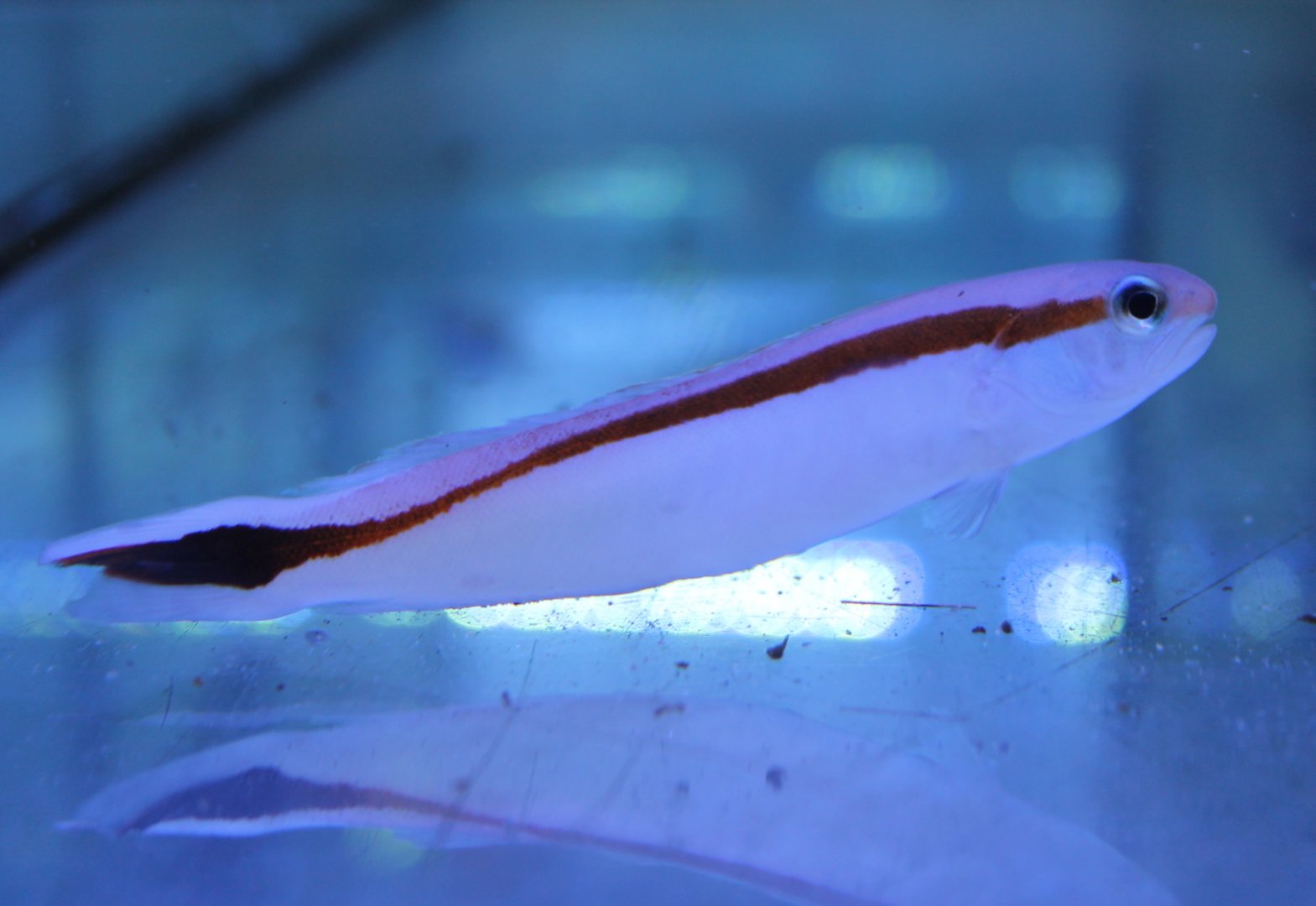 Hoplolatilus marcosi