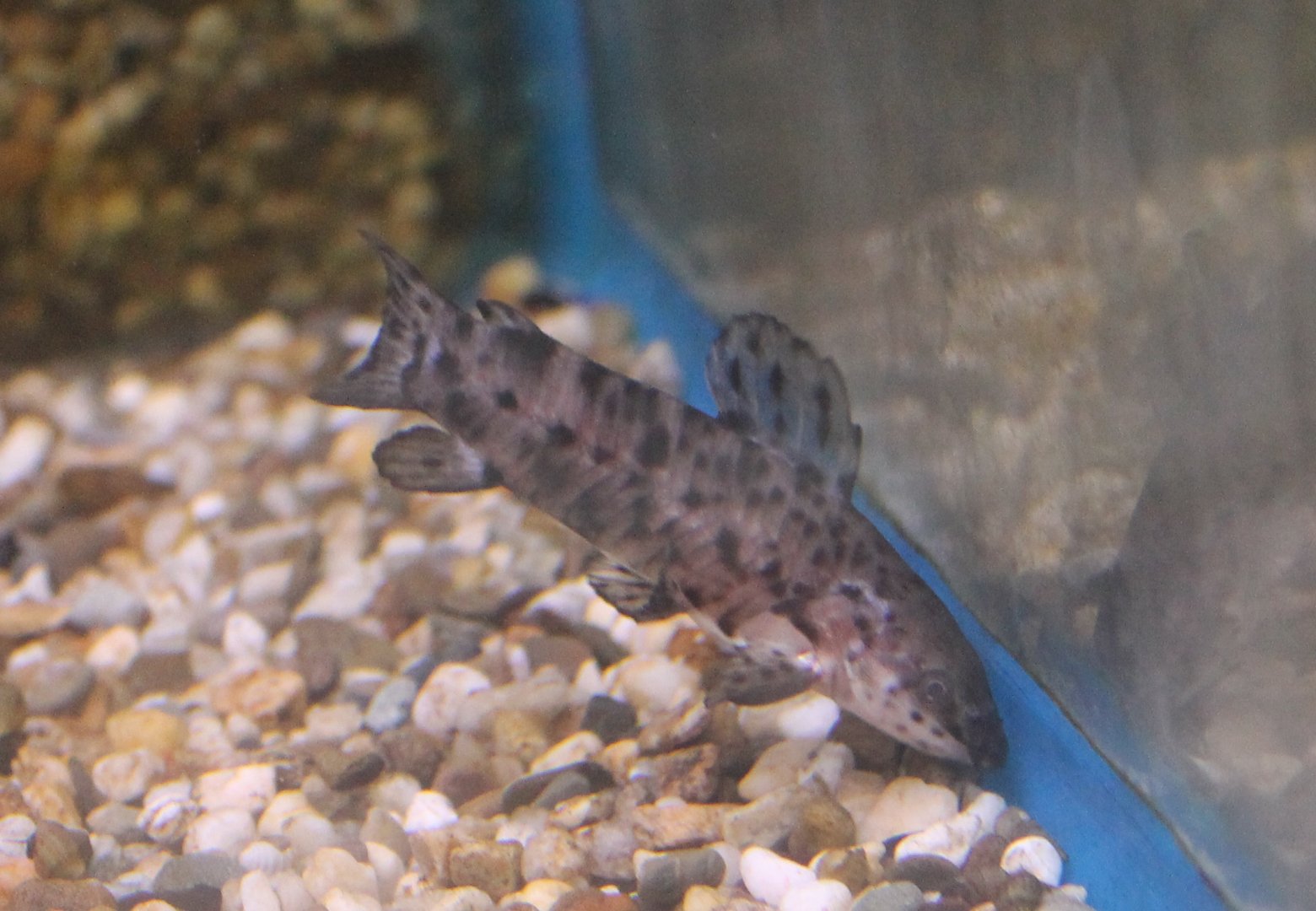 Hoplosternum thoracatum