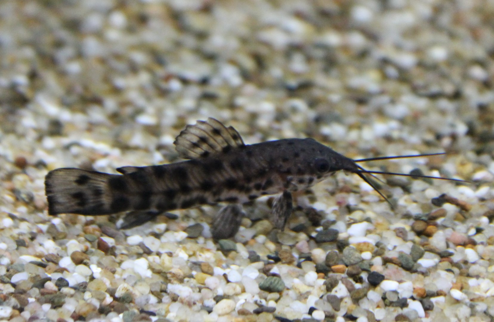 Hoplosternum thoracatum