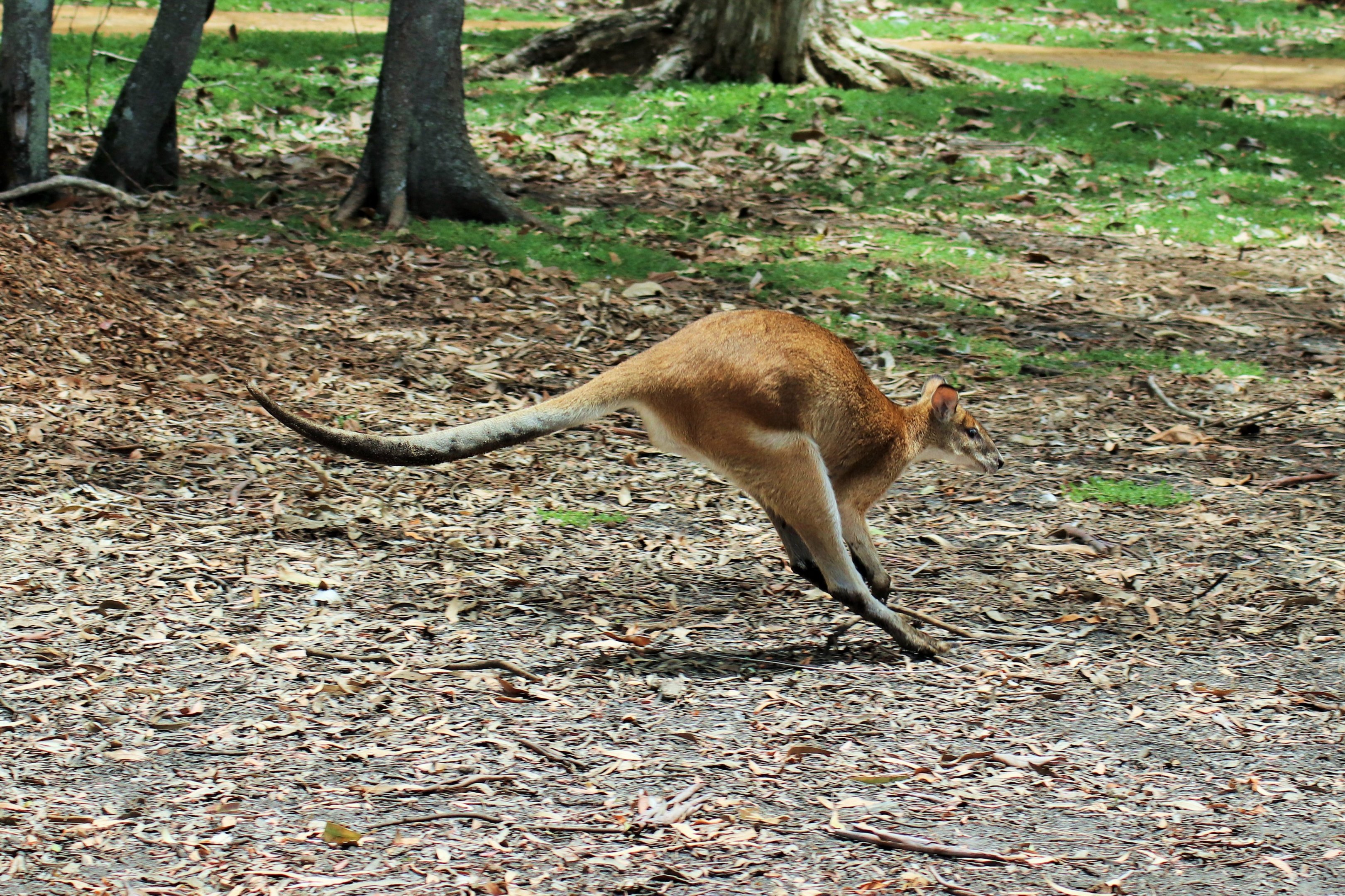 Hopping Agile Wallaby