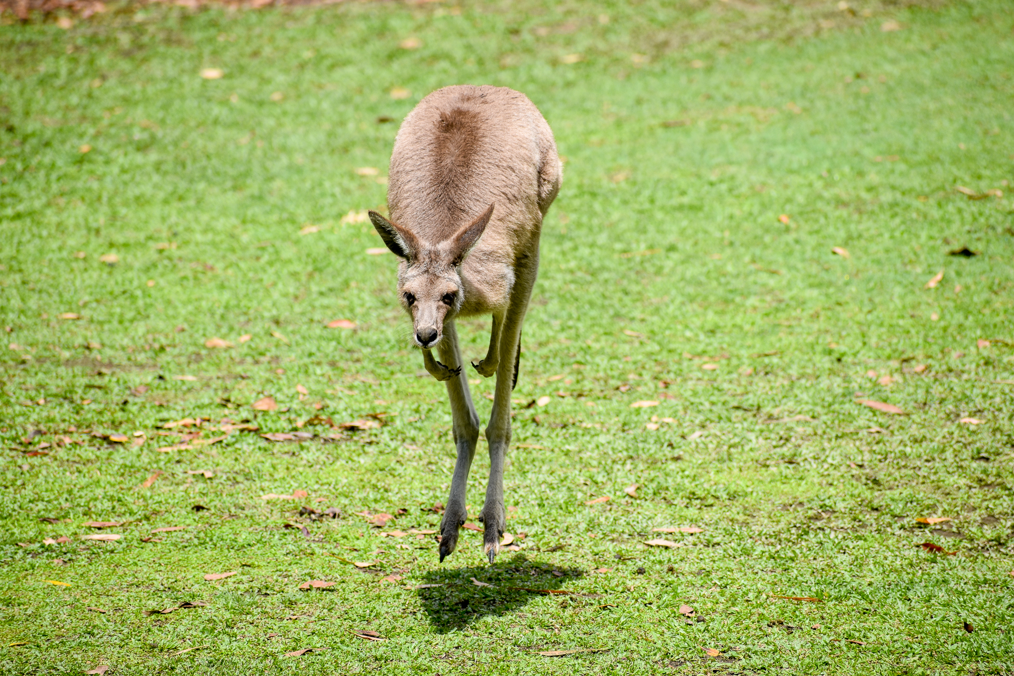 Hopping Eastern Grey Kangaroo