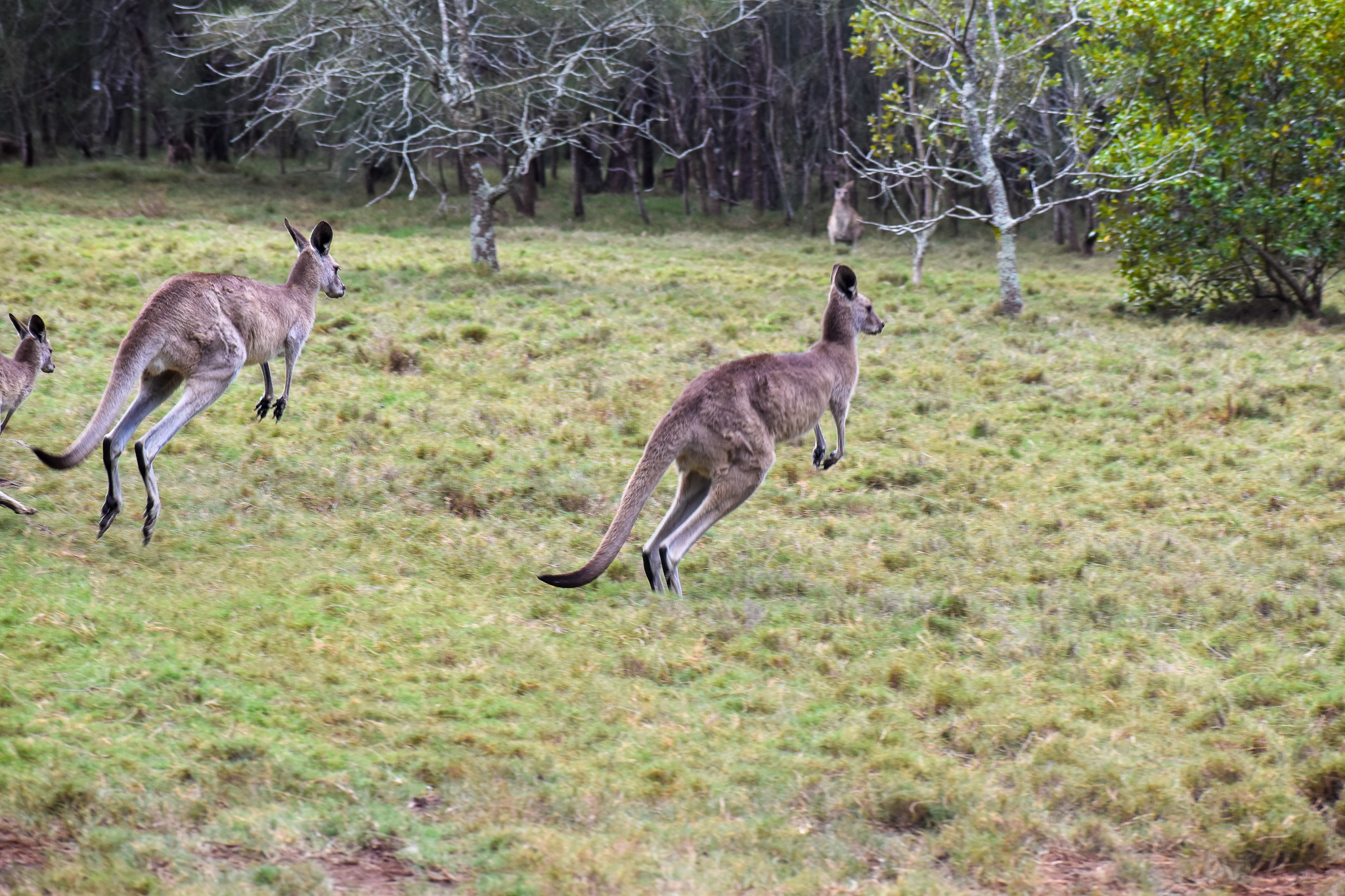 Hopping Eastern Grey Kangaroos