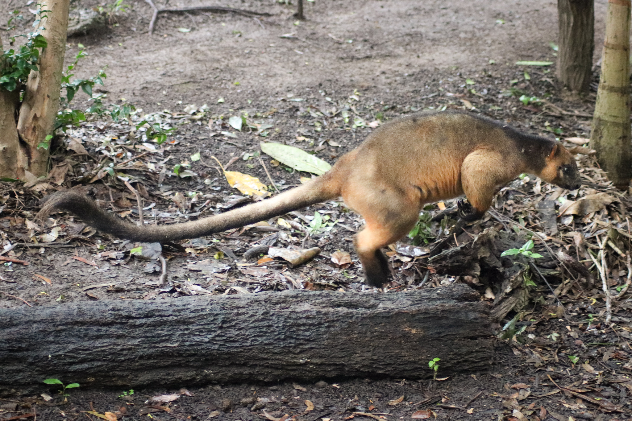 Hopping Lumholtz's Tree Kangaroo (Dendrolagus lumholtzi)