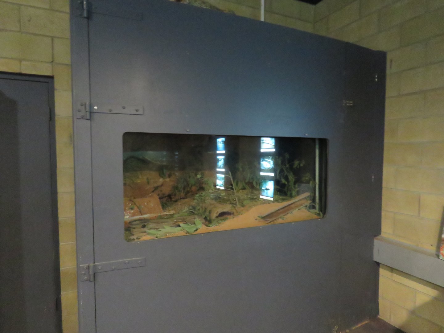 Hopping Mouse Exhibit