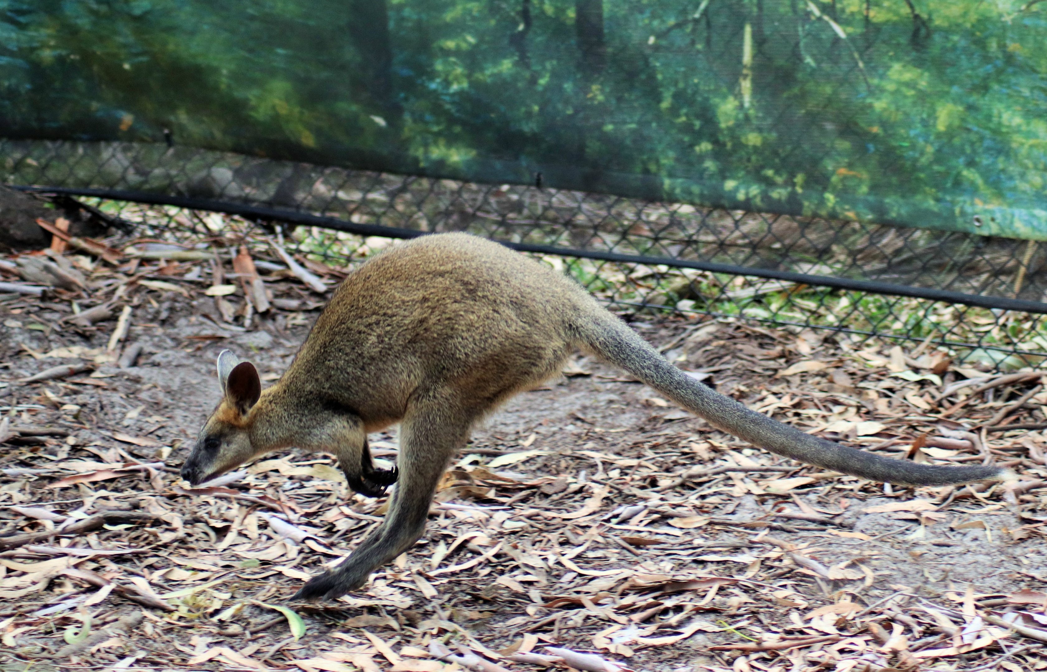 Hopping Swamp Wallaby