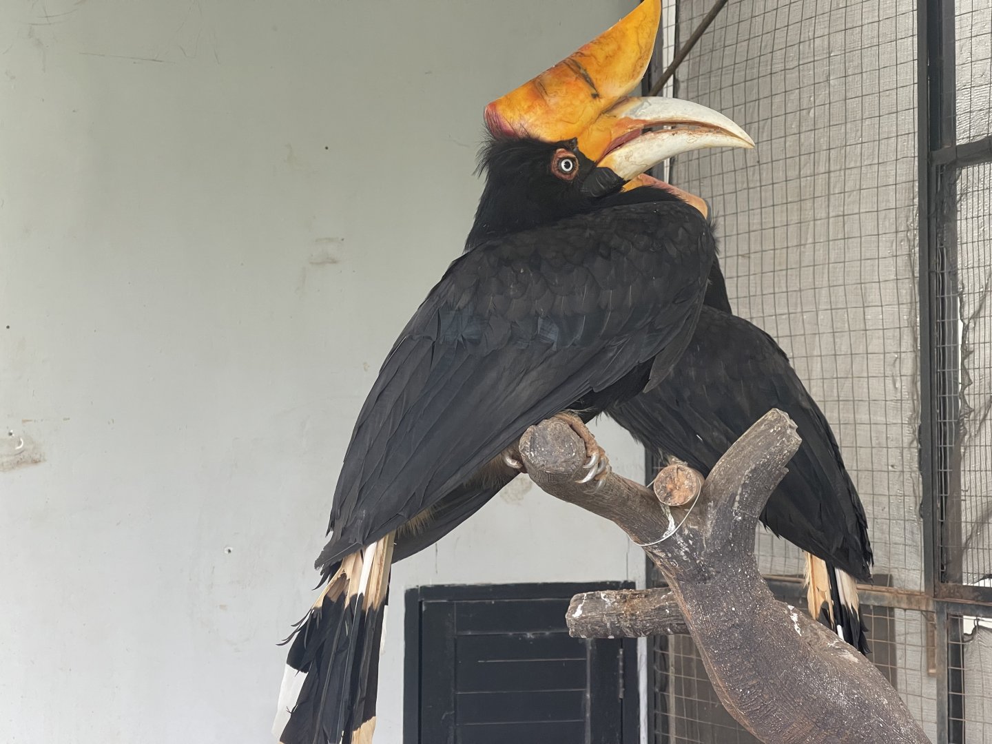 horbill kingdom - rhinoceros hornbill (buceros rhinoceros) (1) - aviary park