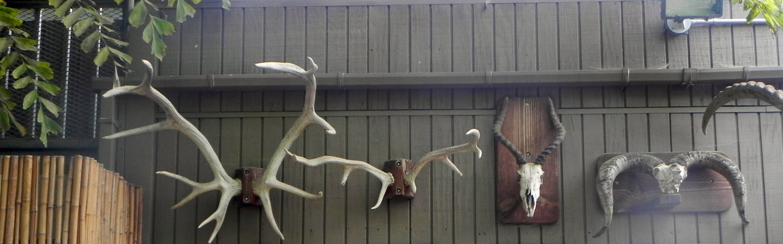 Horn and Antler display