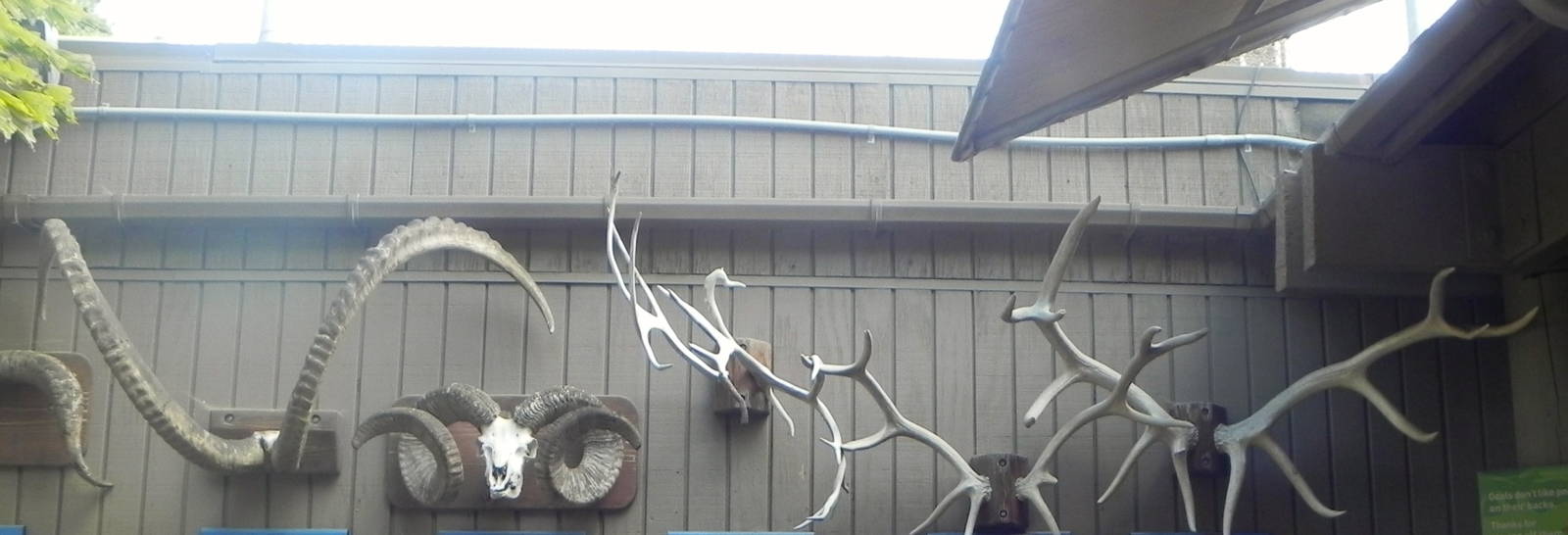 Horn and Antler display