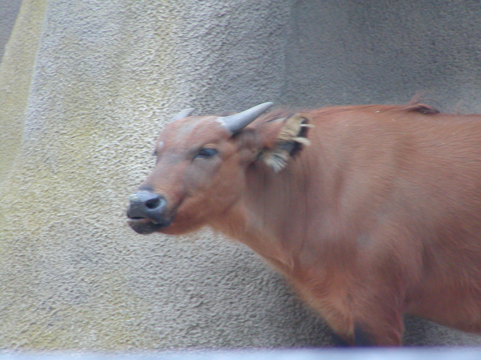 Horn and Hoof Mesa - African Forest Buffalo