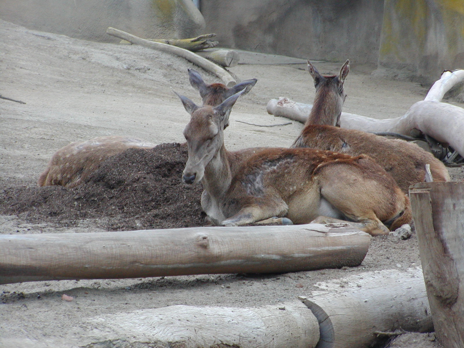 Horn and Hoof Mesa - Barbary Red Deer