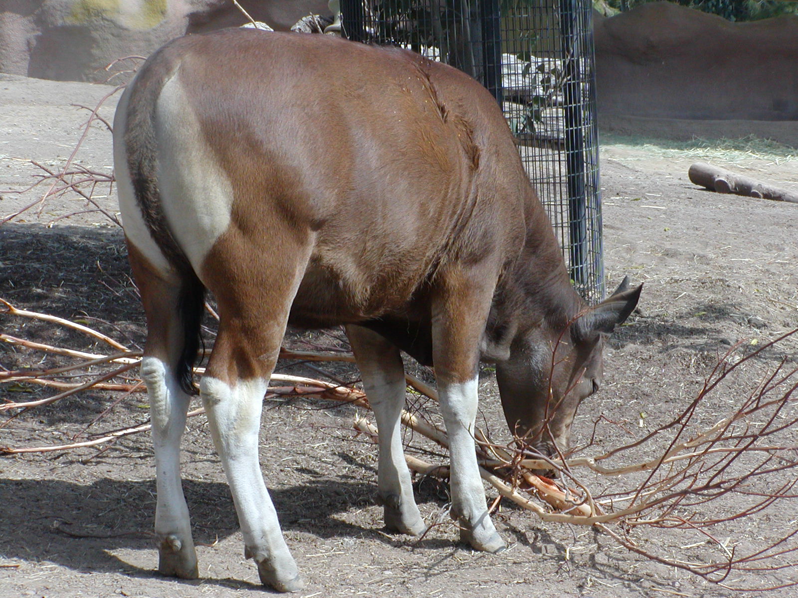 Horn and Hoof Mesa - Javan Banteng