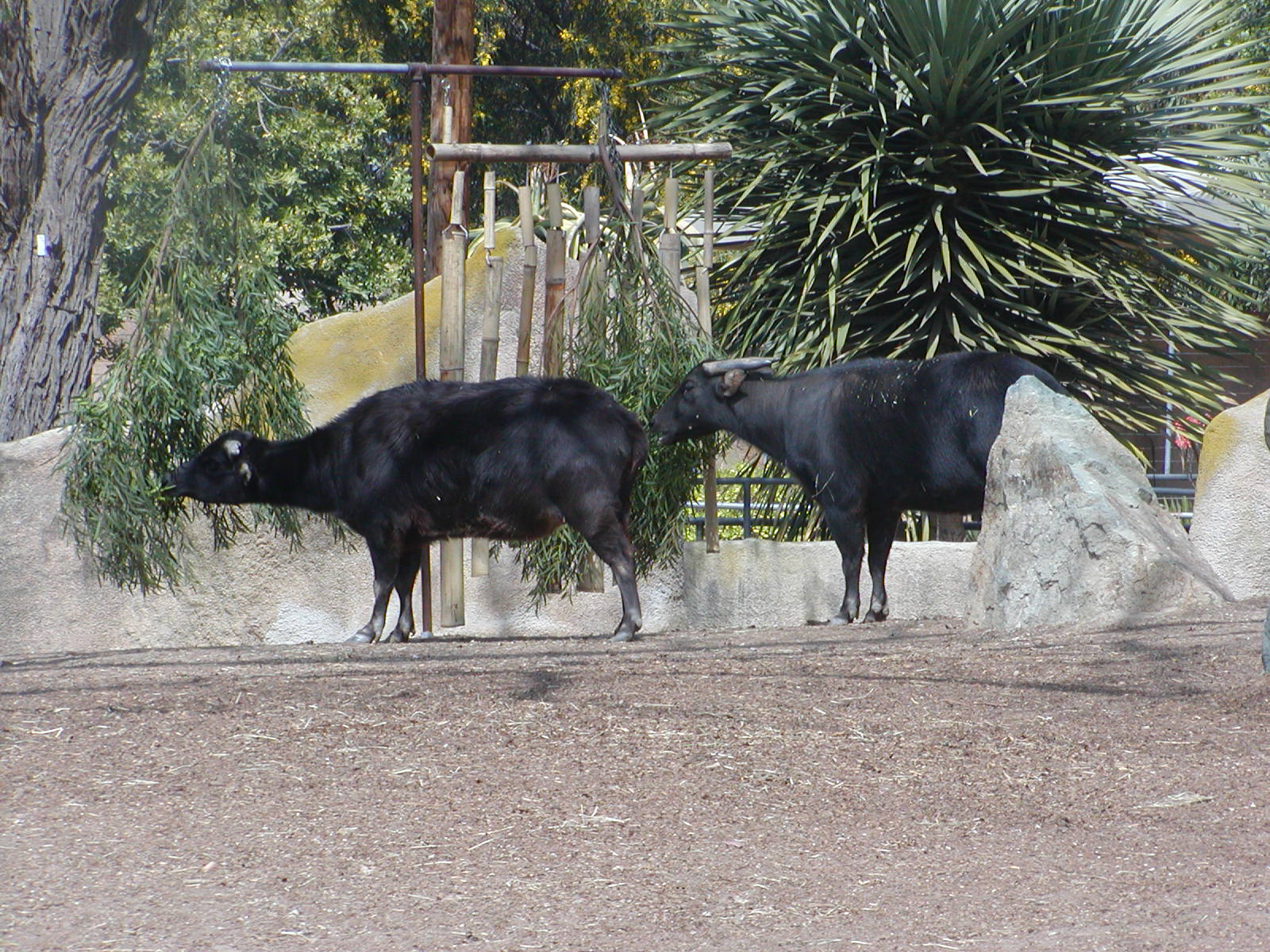 Horn and Hoof Mesa - Lowland Anoa
