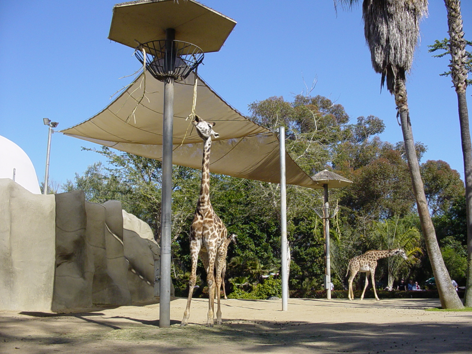 Horn and Hoof Mesa - Masai Giraffe